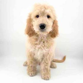 Goldendoodle