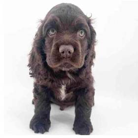 Cocker Spaniel