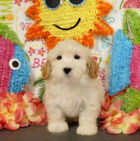 Maltipoo