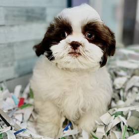 Shih Tzu