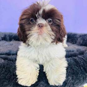 Shih Tzu