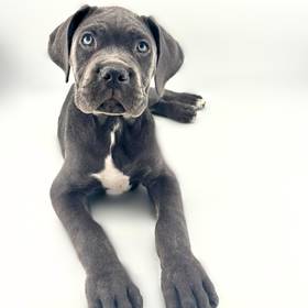 Cane Corso