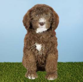 2nd Gen Standard Bernedoodle