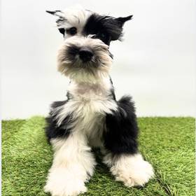 Mini Schnauzer