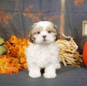 Shih Tzu