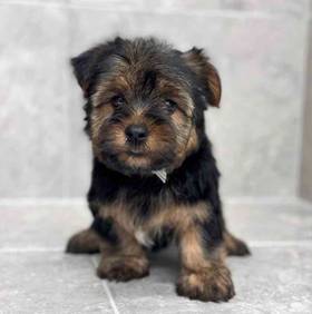 Yorkie