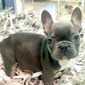 French Bulldog