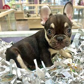 French Bulldog