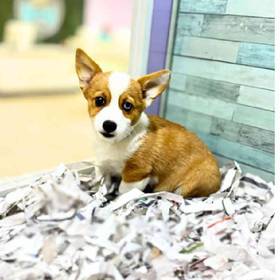 Pembroke Welsh Corgi