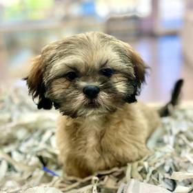 Shih Tzu