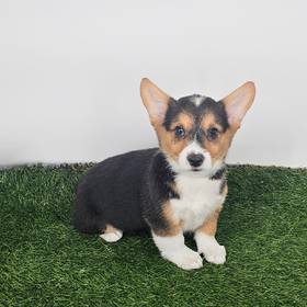 Pembroke Welsh Corgi