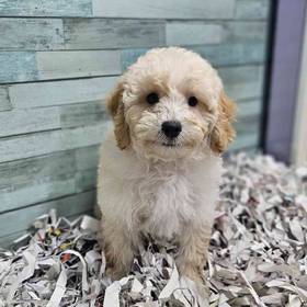 2nd Gen Mini Goldendoodle