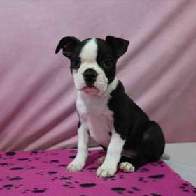 Boston Terrier