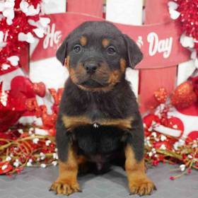 Rottweiler