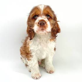 Cocker Spaniel