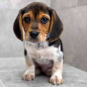 Beagle