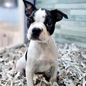 Boston Terrier