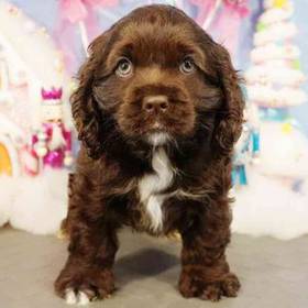 Cocker Spaniel