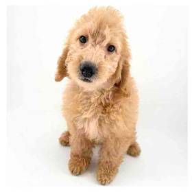 2nd Gen Mini Goldendoodle