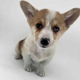 Pembroke Welsh Corgi