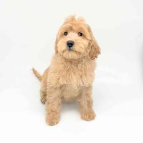 2nd Gen Mini Goldendoodle