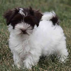 Havanese