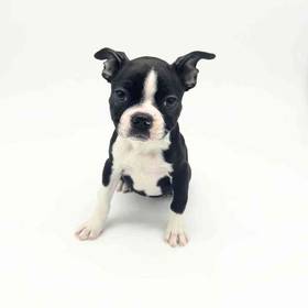 Boston Terrier