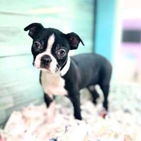 Boston Terrier