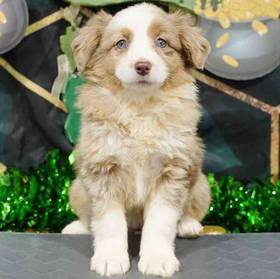 Mini Australian Shepherd