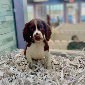 English Springer Spaniel