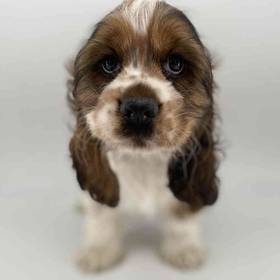 Cocker Spaniel