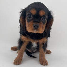 Cavalier King Charles Spaniel