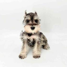 Mini Schnauzer