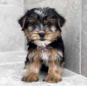 Yorkie