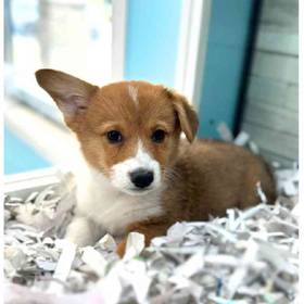 Pembroke Welsh Corgi