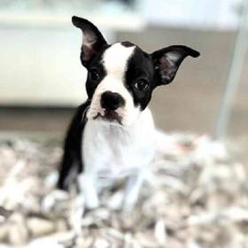 Boston Terrier