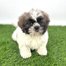 Shih Tzu