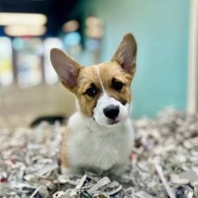 Pembroke Welsh Corgi