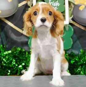 Cavalier King Charles Spaniel