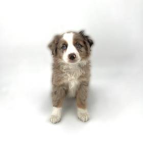 Mini Australian Shepherd