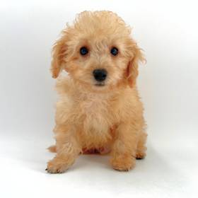 Cavapoo