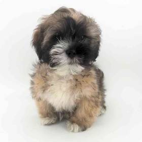 Lhasa Apso