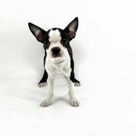 Boston Terrier