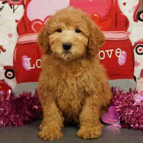 2nd Gen Mini Goldendoodle