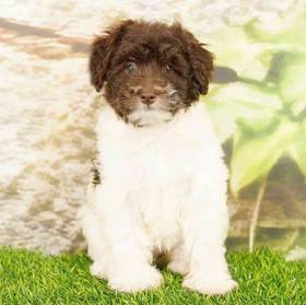 Schnoodle