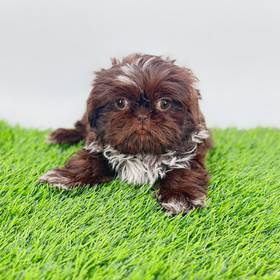 Shih Tzu