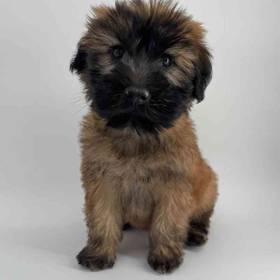 Soft Coated Wheaten Terrier