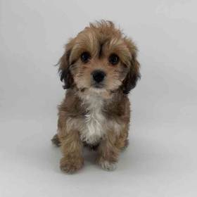 Cavachon