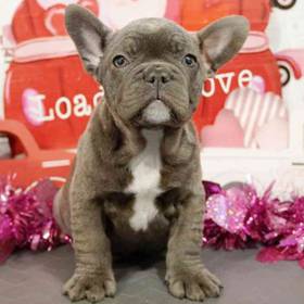 French Bulldog