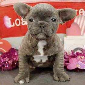 French Bulldog